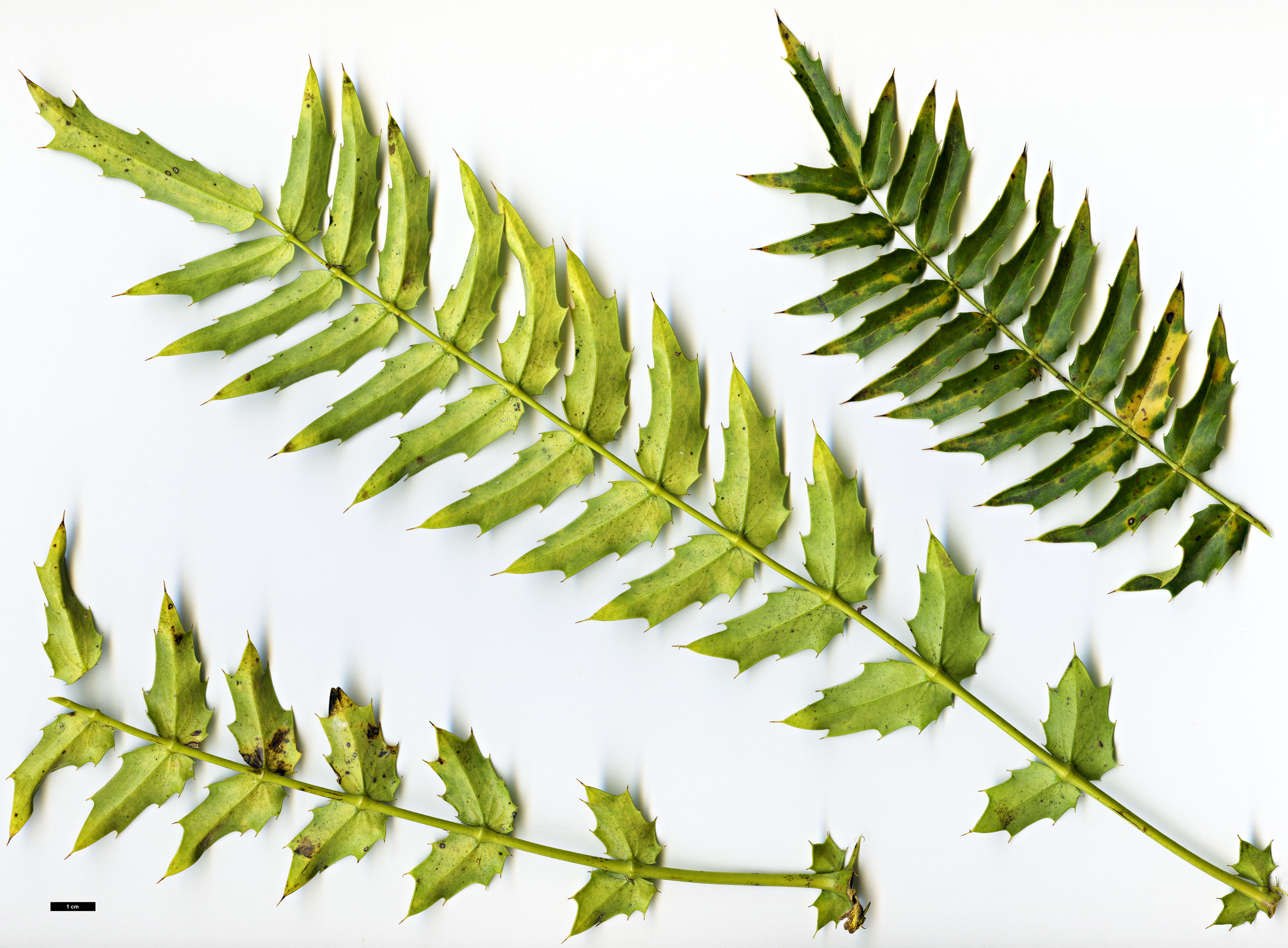 High resolution image: Family: Berberidaceae - Genus: Mahonia - Taxon: oiwakensis - SpeciesSub: subsp. lomariifolia var. tenuifoliola High resolution image: Family: Berberidaceae - Genus: Mahonia - Taxon: oiwakensis - SpeciesSub: subsp. lomariifolia var. tenuifoliola